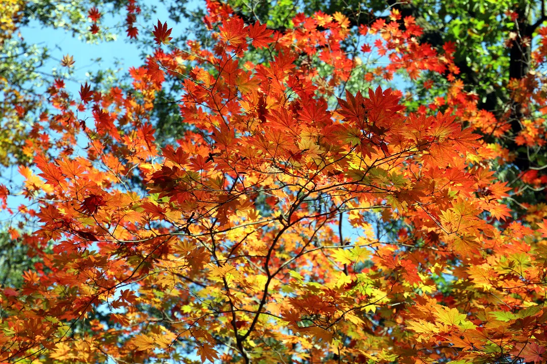 Fall leaves in Seorak mountain, Gangwondo