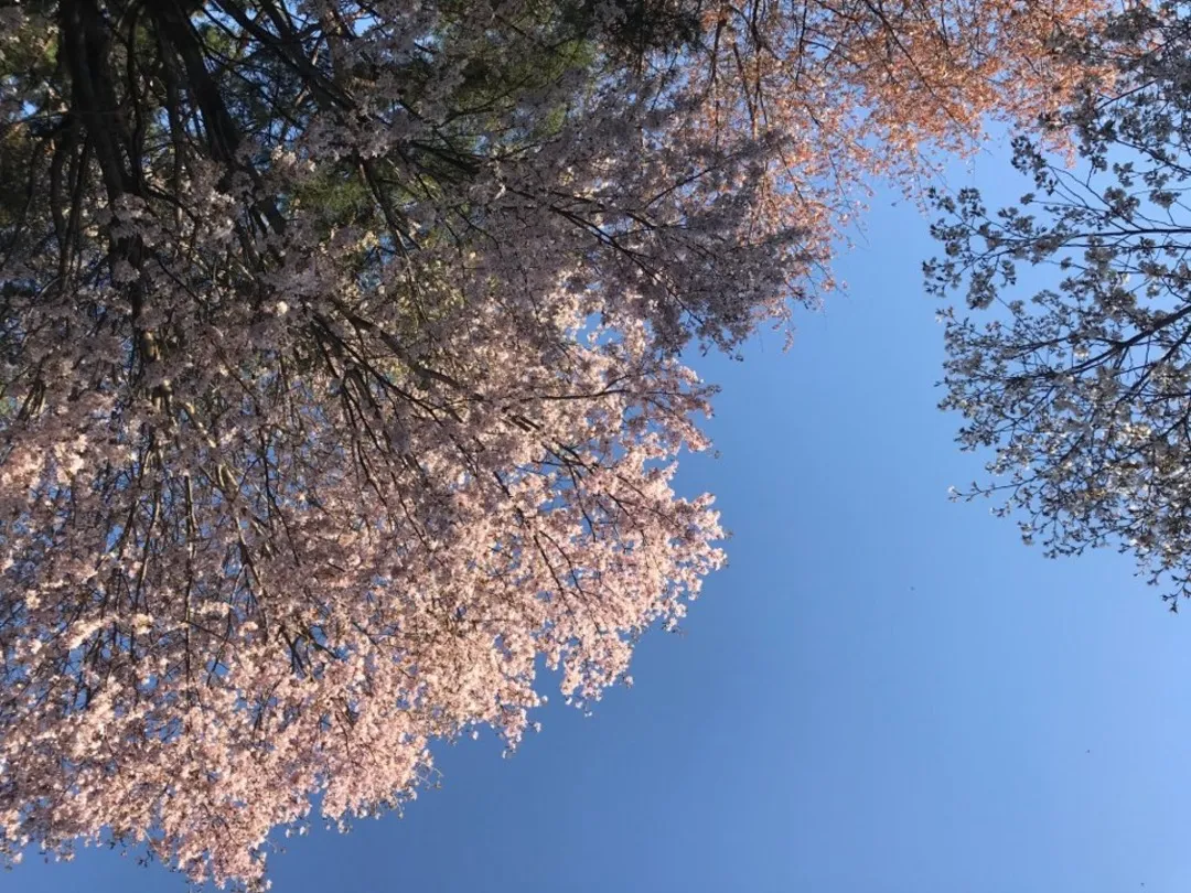 Namsan park cherry blossom, Seoul